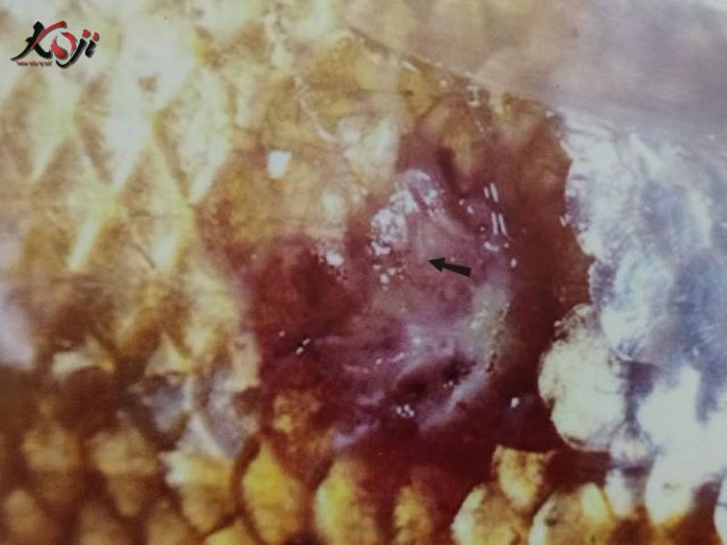 bệnh lở loét ở cá koi