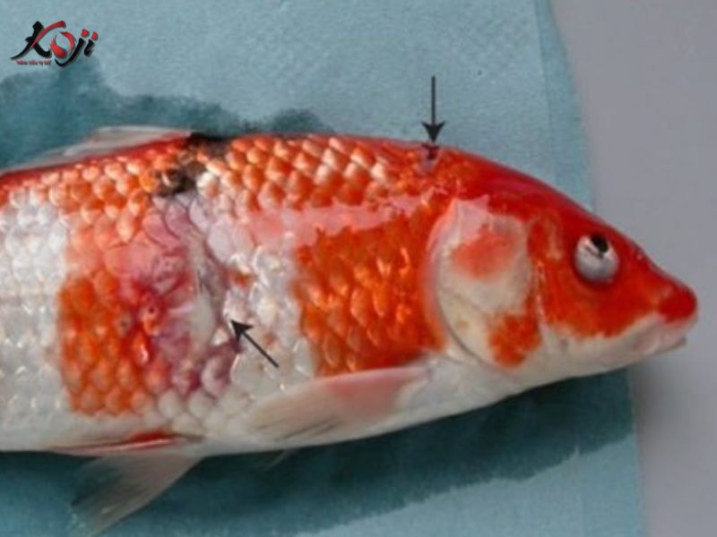 bệnh lở loét ở cá koi