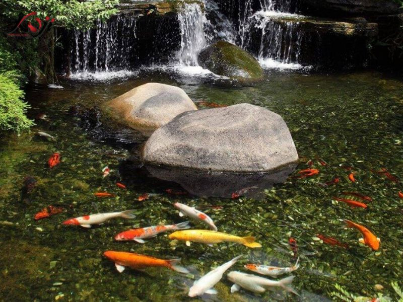 bệnh lở loét ở cá koi