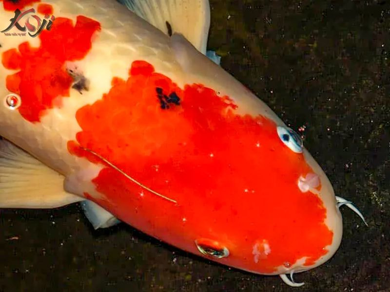 bệnh lòi mắt cá Koi