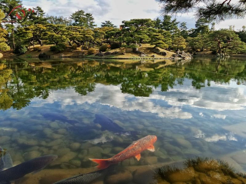 bệnh lòi mắt cá Koi