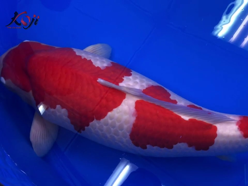 cá Koi đắt nhất Việt Nam