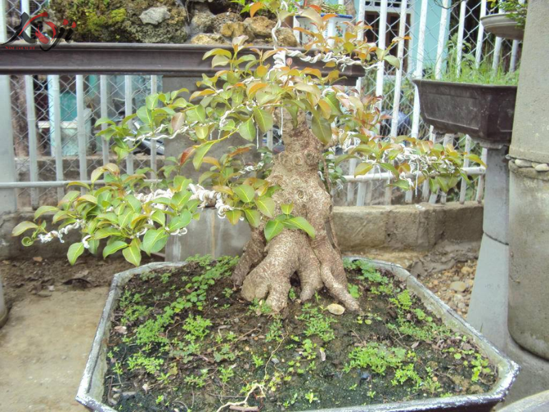 cây sộp bonsai