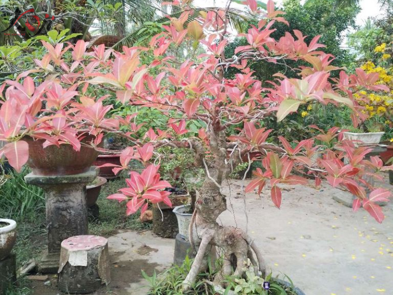 cây sộp bonsai