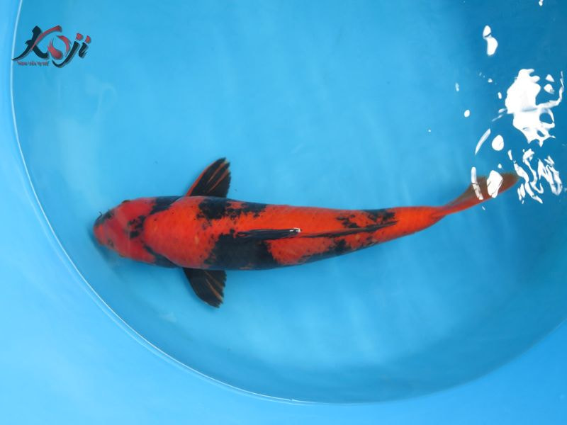 cá Koi Hi Utsuri