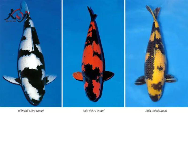 cá Koi Hi Utsuri