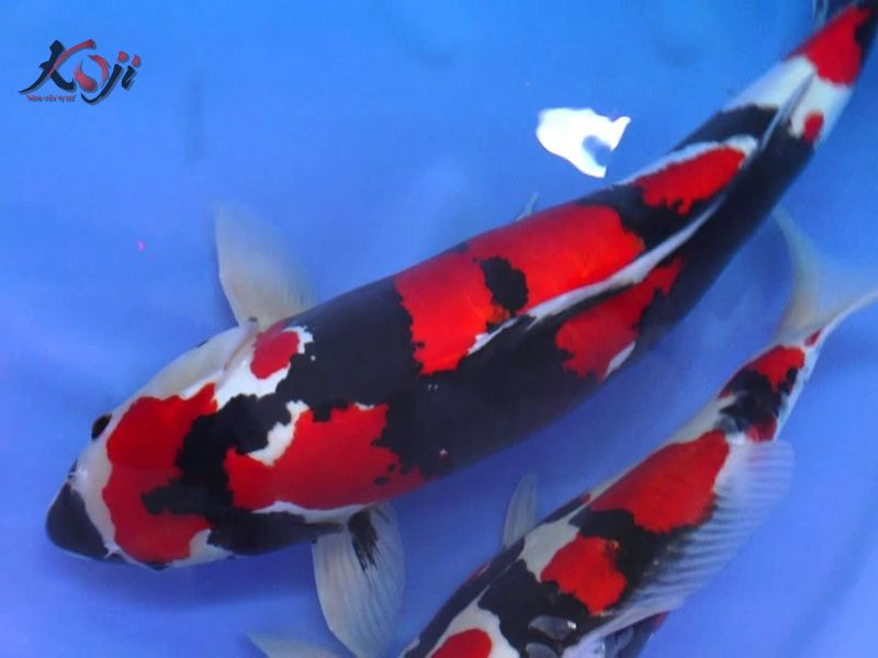 cá Koi Hi Utsuri