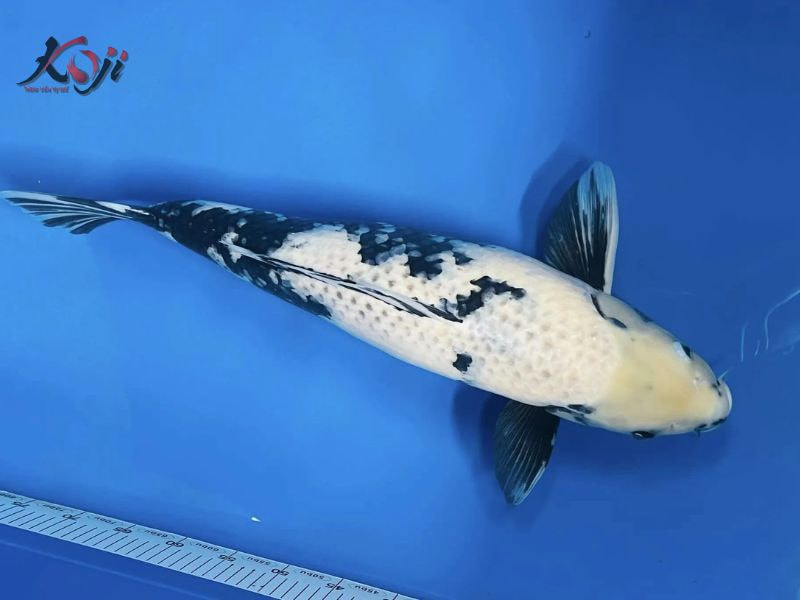 cá Koi Hi Utsuri