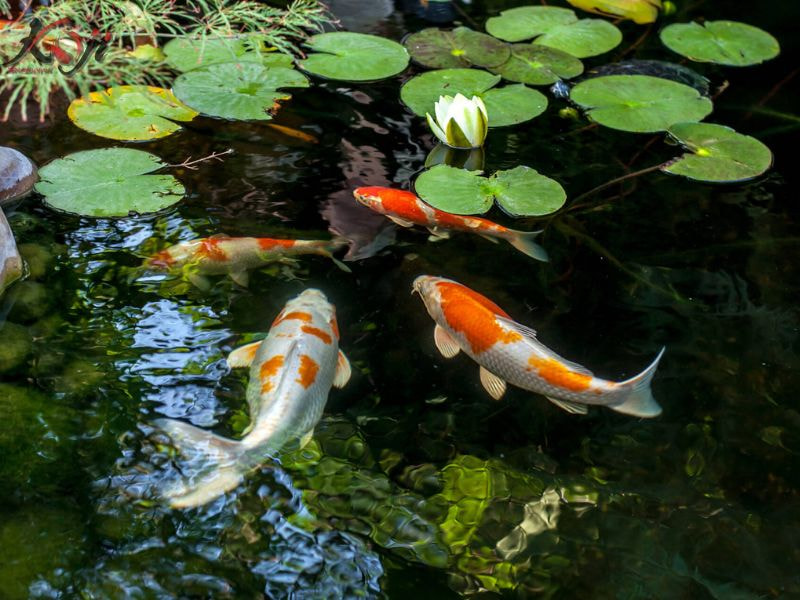 Cá Koi bị nấm mang