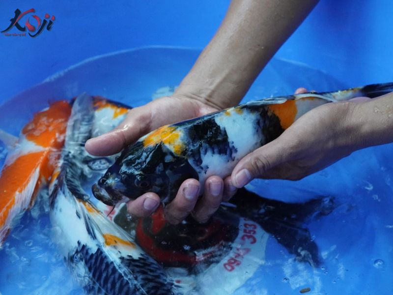 Cá Koi bị nấm nang