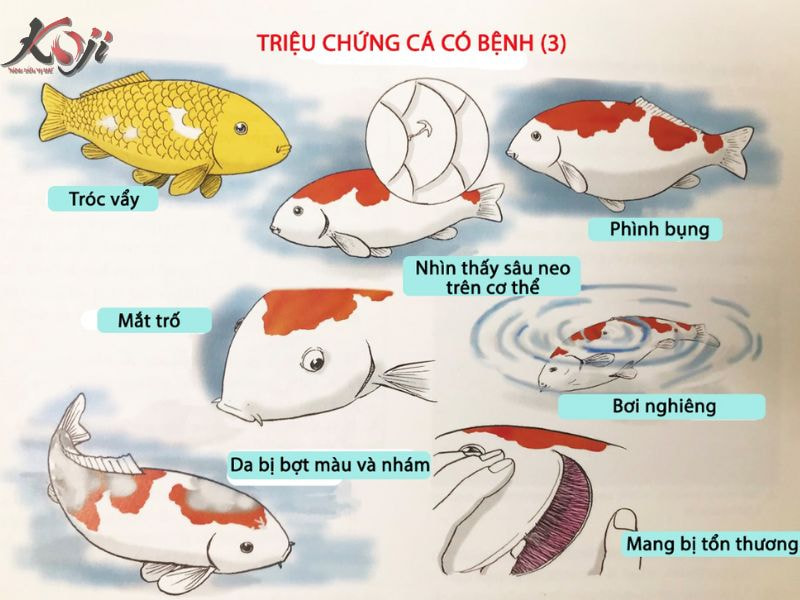 cá Koi bơi lờ đờ