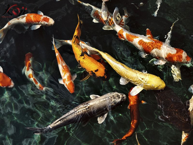cá Koi bơi lờ đờ
