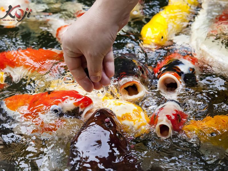 cá Koi bơi lờ đờ
