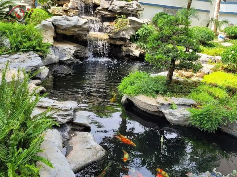 cá Koi bơi lờ đờ