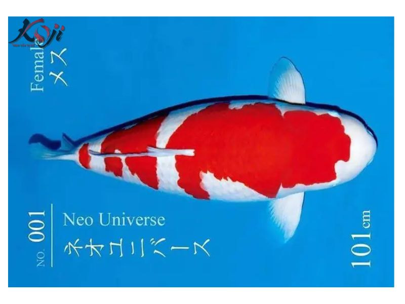 cá Koi đắt nhất Việt Nam