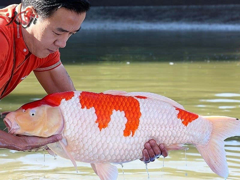 cá Koi đắt nhất Việt Nam