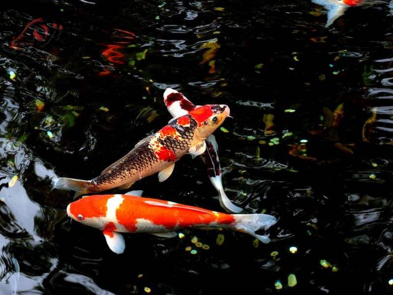 cá Koi đắt nhất Việt Nam