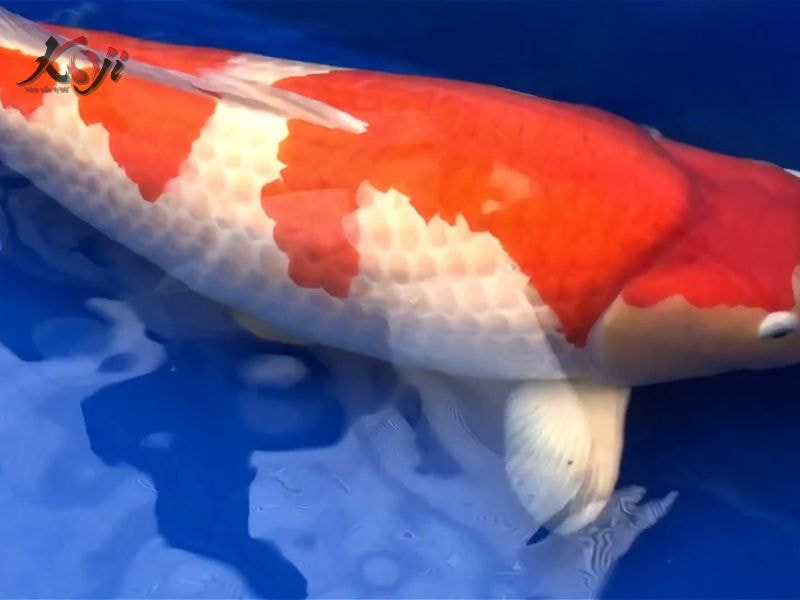 cá Koi đắt nhất Việt Nam
