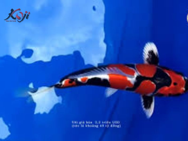 cá Koi đắt nhất Việt Nam