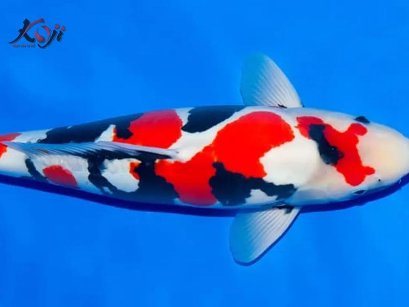 cá Koi đắt nhất Việt Nam