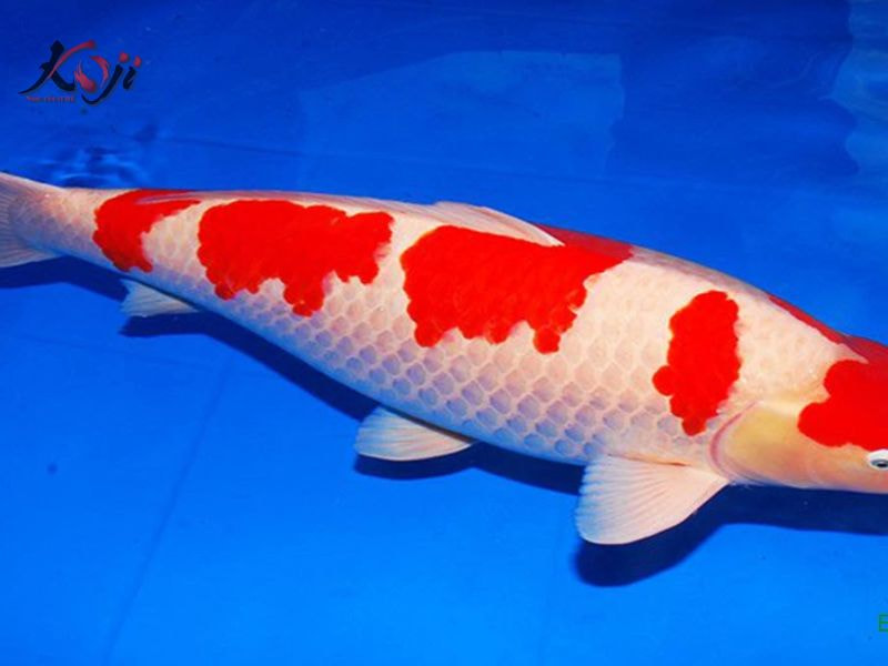 cá Koi đắt nhất Việt Nam