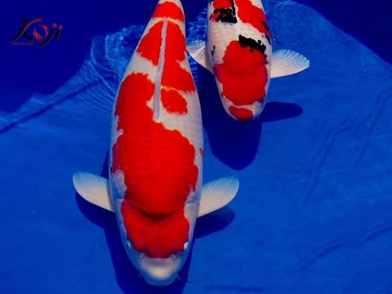 cá Koi đắt nhất Việt Nam