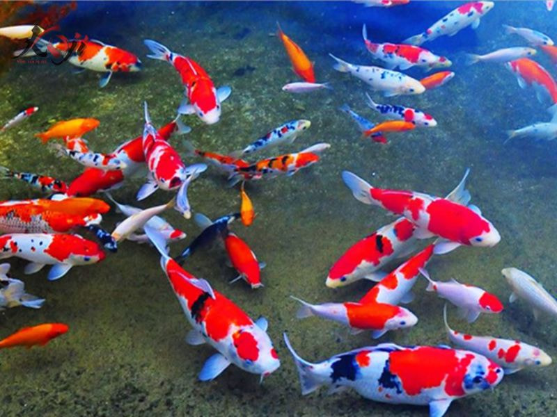cá Koi đắt nhất Việt Nam
