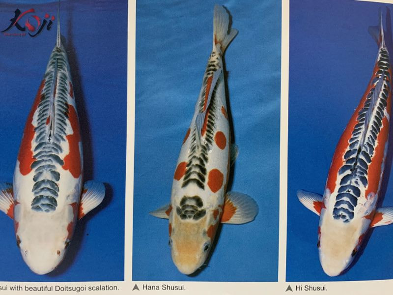 cá koi shusui