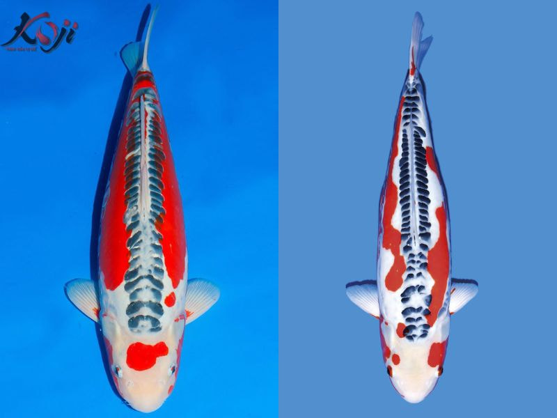 cá koi shusui