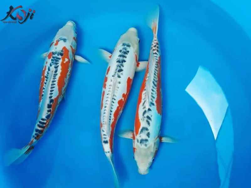 cá koi shusui