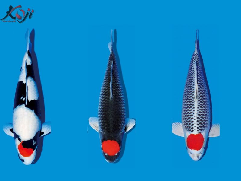cá Koi tancho