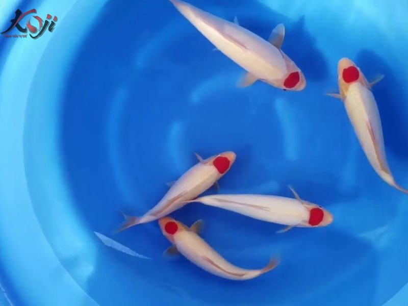 cá Koi tancho