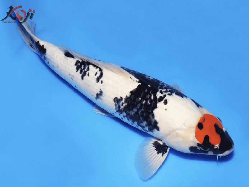 cá Koi tancho