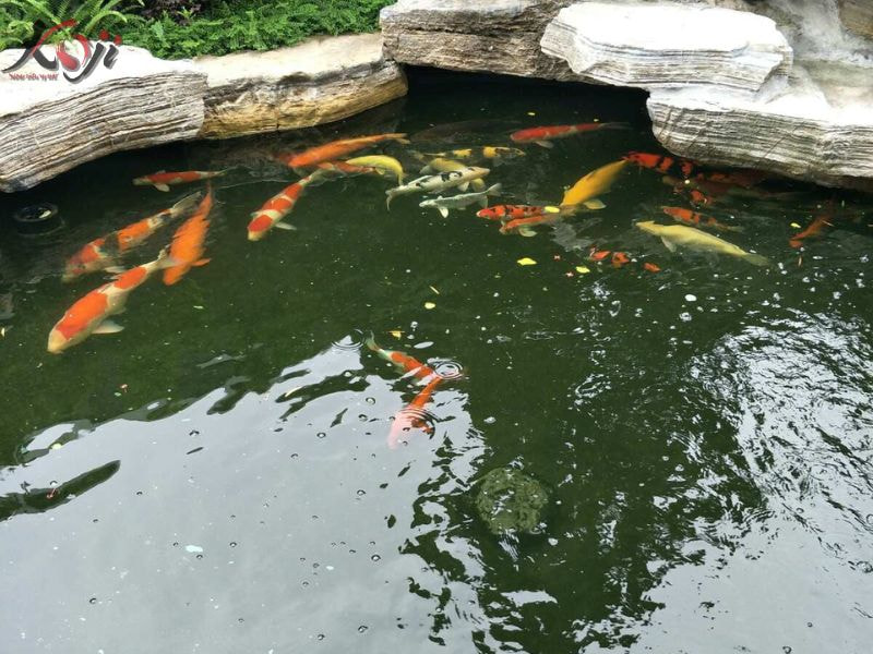 cá Koi tuột nhớt