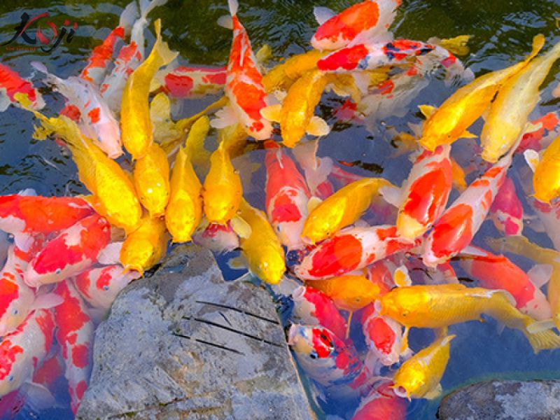 cá Koi tuột nhớt