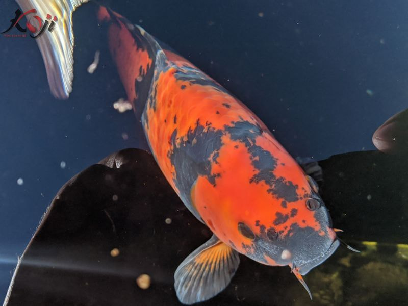 cá Koi tuột nhớt