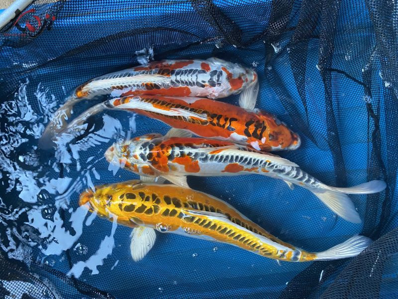 cá Koi tuột nhớt