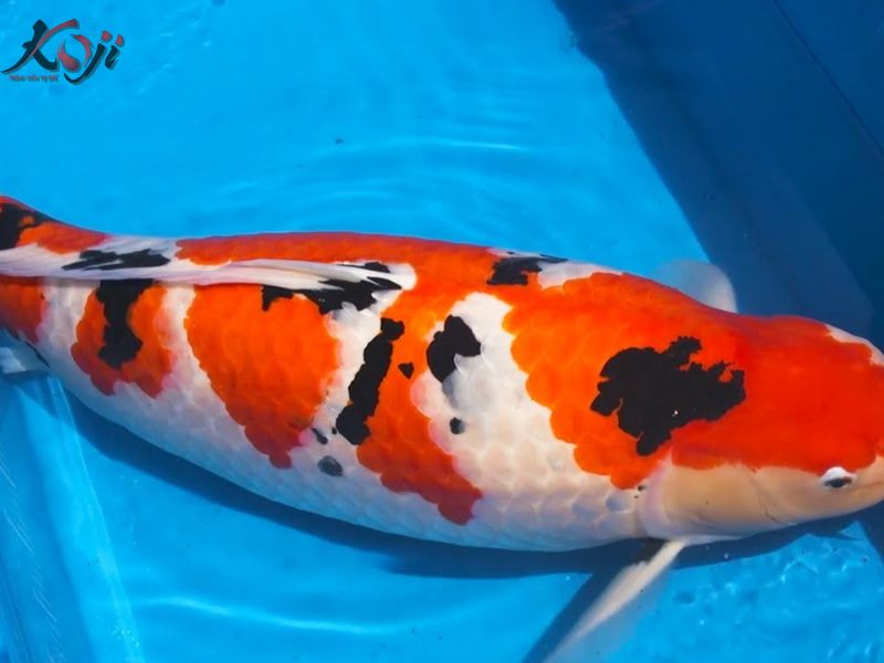 cá Koi tuột nhớt