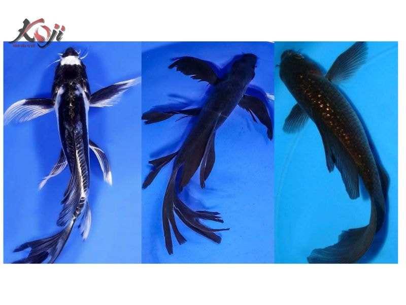 cá cảnh màu đen