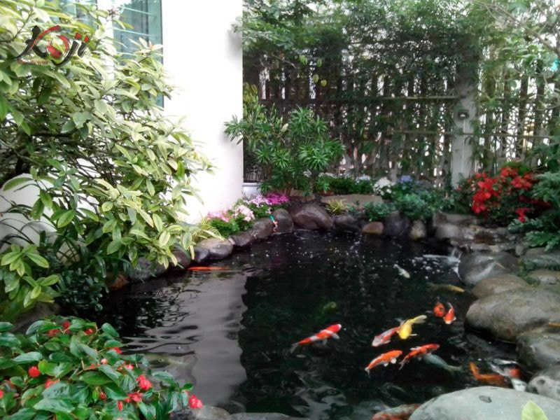 cá cảnh màu đen