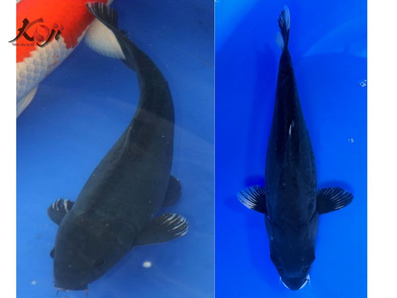 cá cảnh màu đen