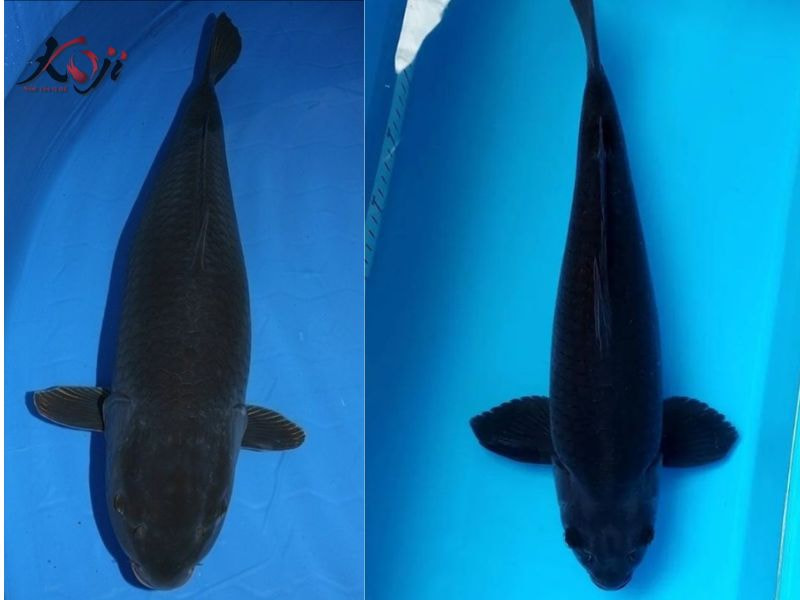 cá cảnh màu đen