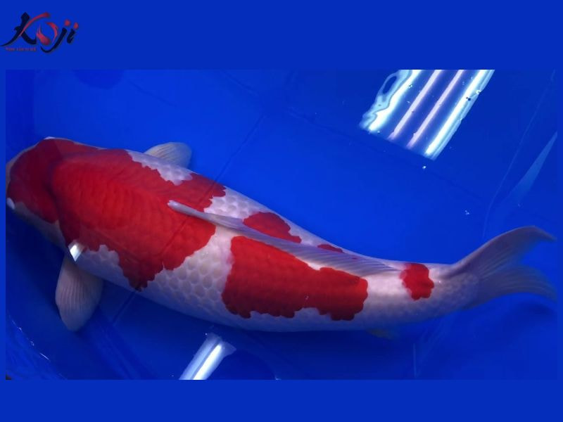 cá đắt nhất thế giới