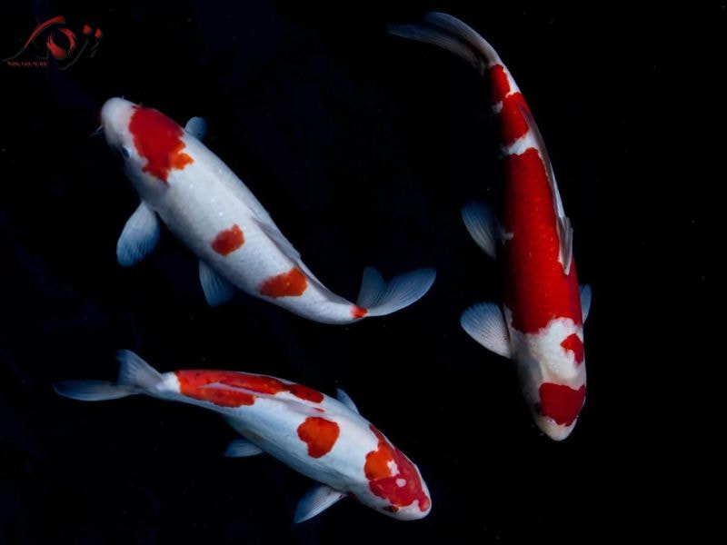 cá đắt nhất thế giới