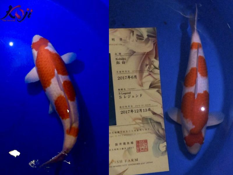 cá đắt nhất thế giới