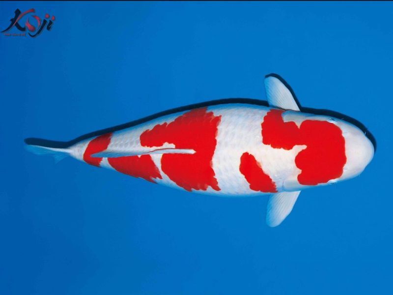 cá đắt nhất thế giới