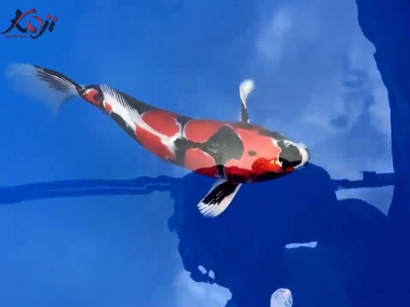 cá đắt nhất thế giới