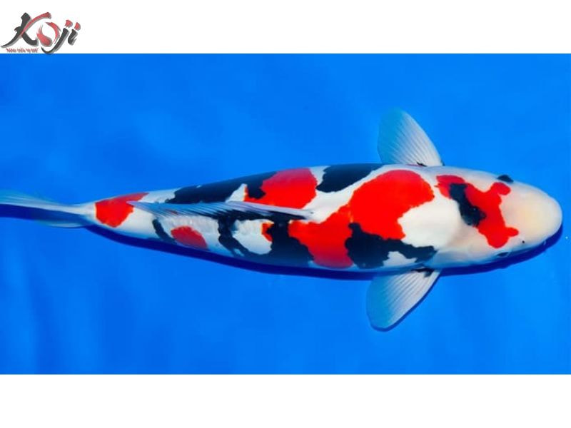 cá đắt nhất thế giới