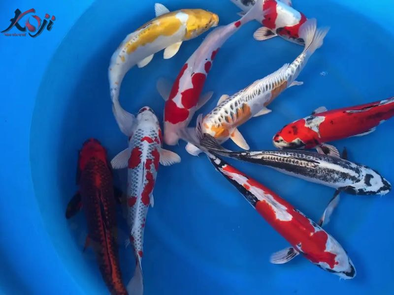 cá đắt nhất thế giới