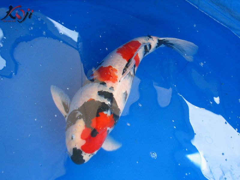 cá đắt nhất thế giới